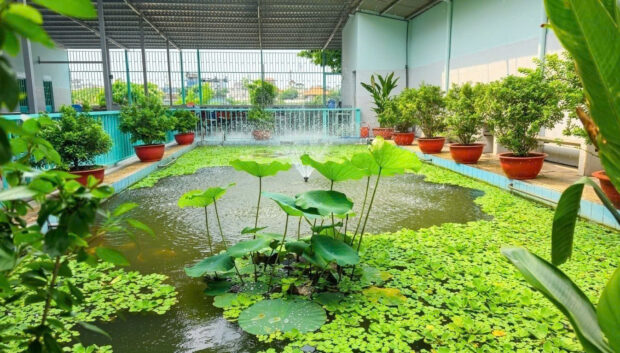Hòn non bộ - Cá cảnh